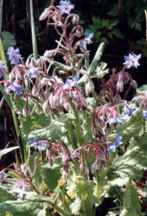 borage plant