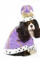 king dog pet costume